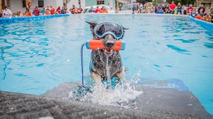 DockDogs® at Pooches in the Park